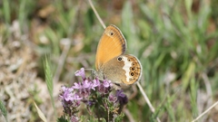 Coenonympha arcania