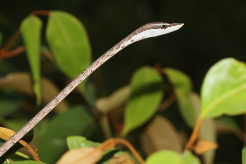 Photo of a Brown Vinesnake (Oxybelis aeneus)