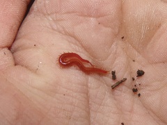 Strigamia bothriopus