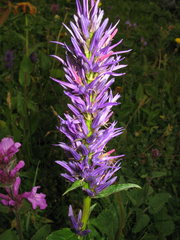 Asyneuma campanuloides