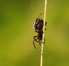 Steatoda