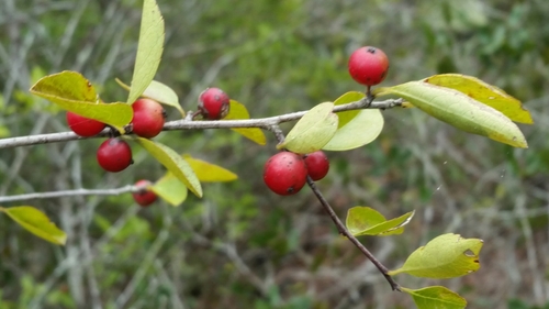 Carolina holly (Ilex ambigua)