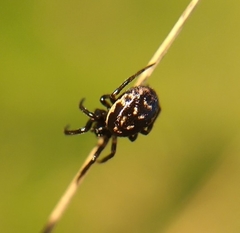 Steatoda