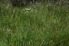 Holocheilus brasiliensis