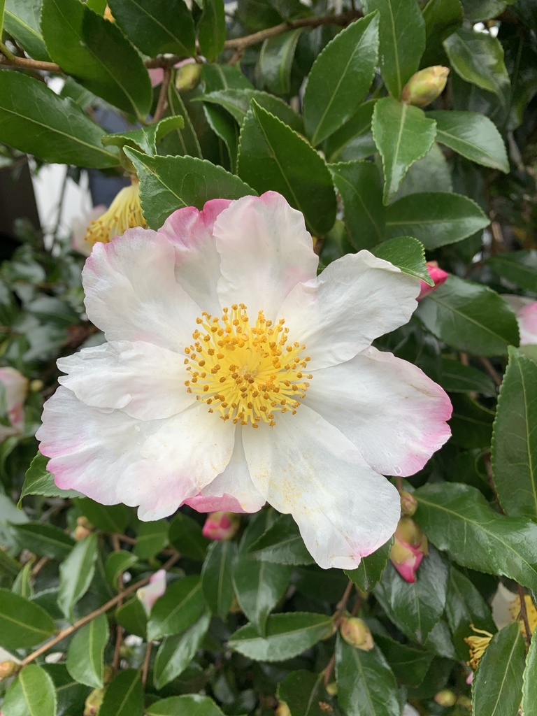 Camellia sasanqua