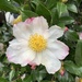 Camellia sasanqua - Photo (c) macstap,  זכויות יוצרים חלקיות (CC BY-NC)