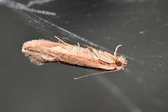Ypsolopha sp-sw