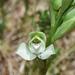 Chloraea membranacea - Photo (c) Ary Mailhos,  זכויות יוצרים חלקיות (CC BY-NC), הועלה על ידי Ary Mailhos