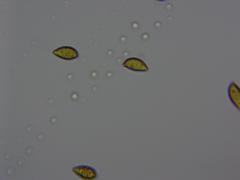 Cortinarius collinitus