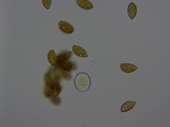 Cortinarius collinitus