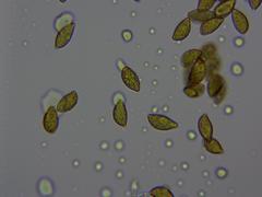 Cortinarius collinitus