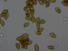 Cortinarius collinitus