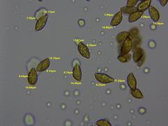 Cortinarius collinitus