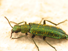 Psilothrix viridicoerulea