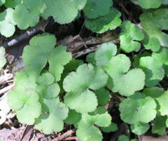 Hydrocotyle elongata