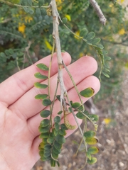 Sophora cassioides