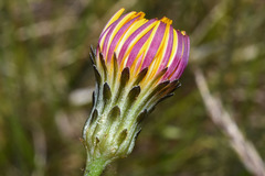 Hypochaeris variegata