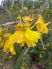Sophora cassioides