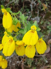 Calceolaria crenatiflora