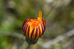 Hypochaeris variegata
