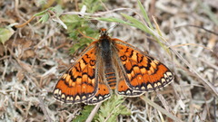 Euphydryas desfontainii