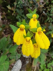 Calceolaria crenatiflora