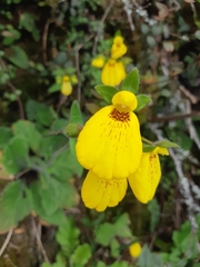 Calceolaria crenatiflora