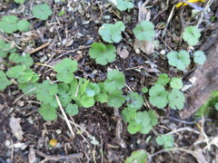 Hydrocotyle elongata