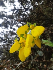 Calceolaria crenatiflora