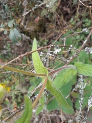 Calceolaria crenatiflora