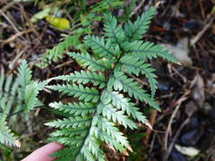 Polystichum neozelandicum neozelandicum