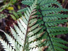 Polystichum neozelandicum neozelandicum