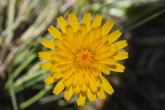 Hypochaeris variegata