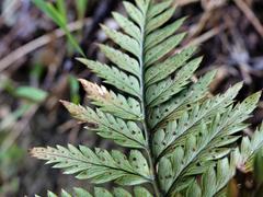 Polystichum neozelandicum neozelandicum