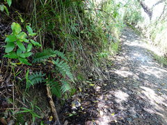 Polystichum neozelandicum neozelandicum