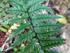 Polystichum neozelandicum neozelandicum