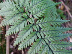 Polystichum neozelandicum neozelandicum