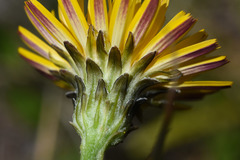 Hypochaeris variegata