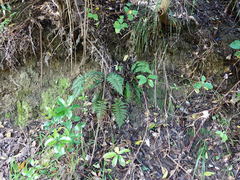 Polystichum neozelandicum neozelandicum