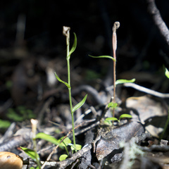 Pterostylis alobula
