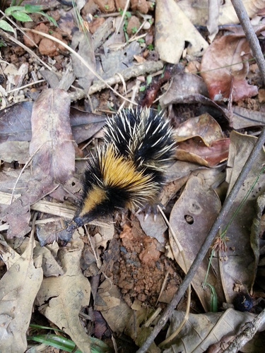 Lowland Streaked Tenrec