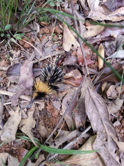 Hemicentetes semispinosus