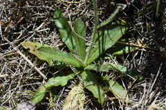 Hypochaeris variegata