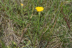 Hypochaeris variegata