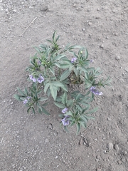 Solanum radicans
