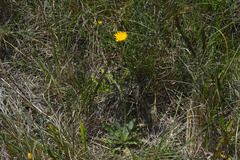 Hypochaeris variegata