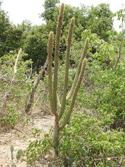 Cleistocactus parviflorus