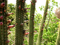 Cleistocactus parviflorus