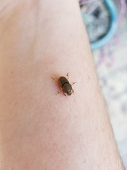 Euoniticellus intermedius