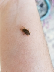 Euoniticellus intermedius